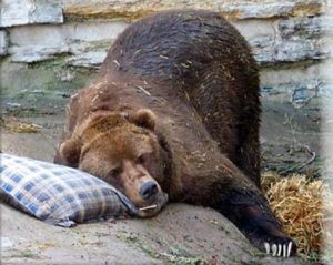 hibernation-bear