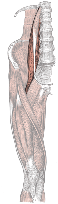 Gray430_Psoas_Major